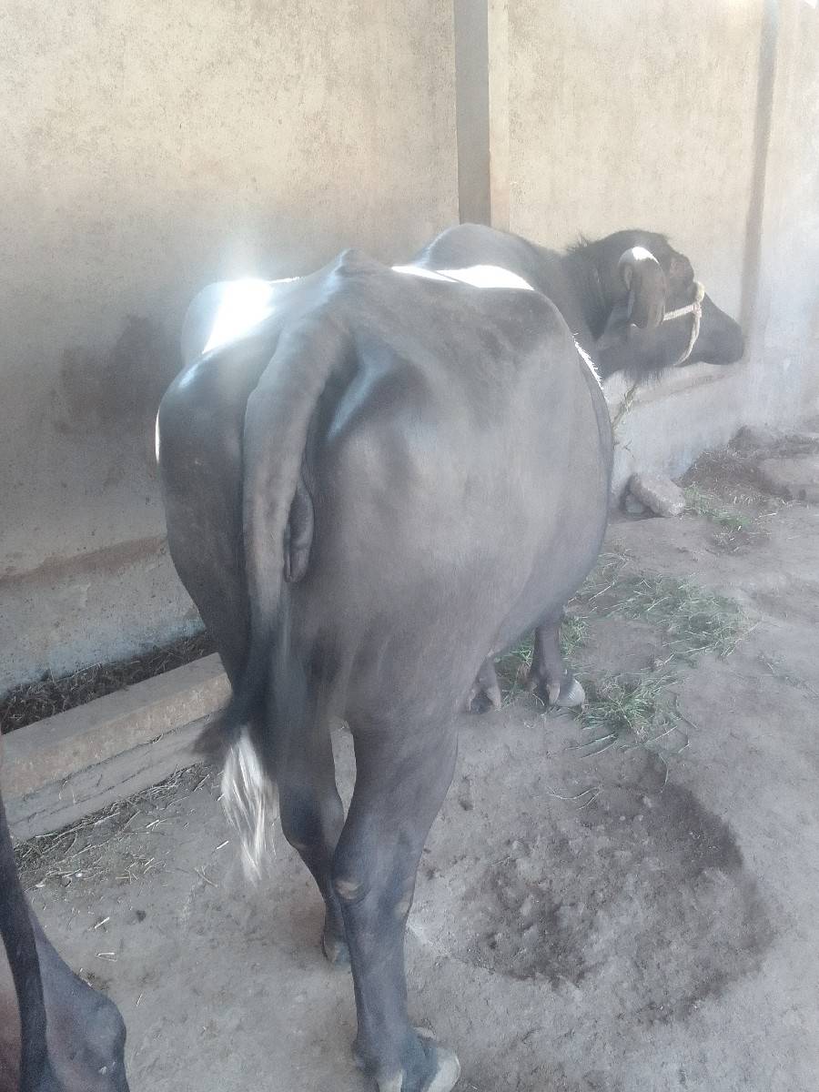 ભેંસ વેચવાની છે નવમો મ હે નો હાલે