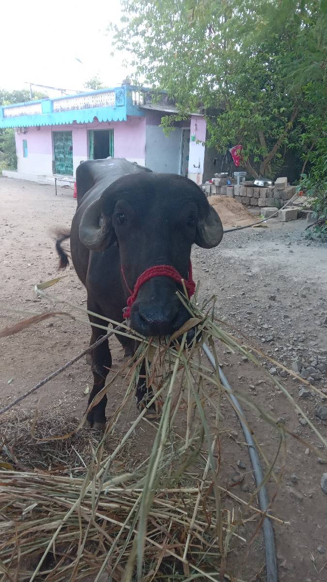 આ ખડેલું વેચવાનું છે