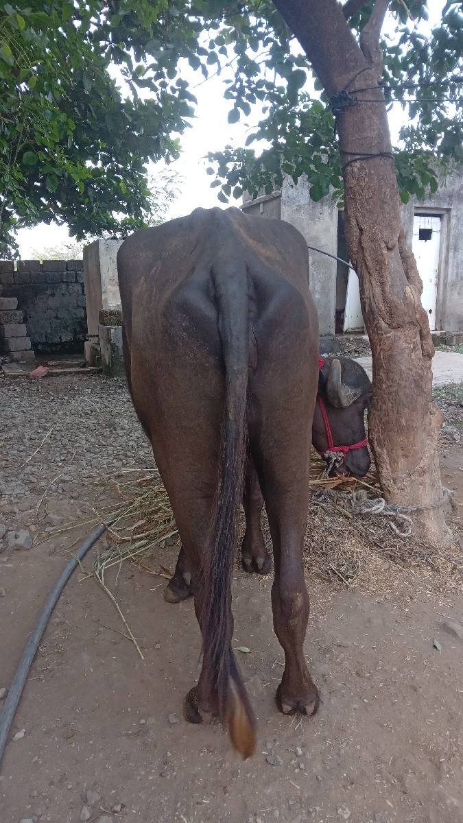 આ ખડેલું વેચવાનું છે