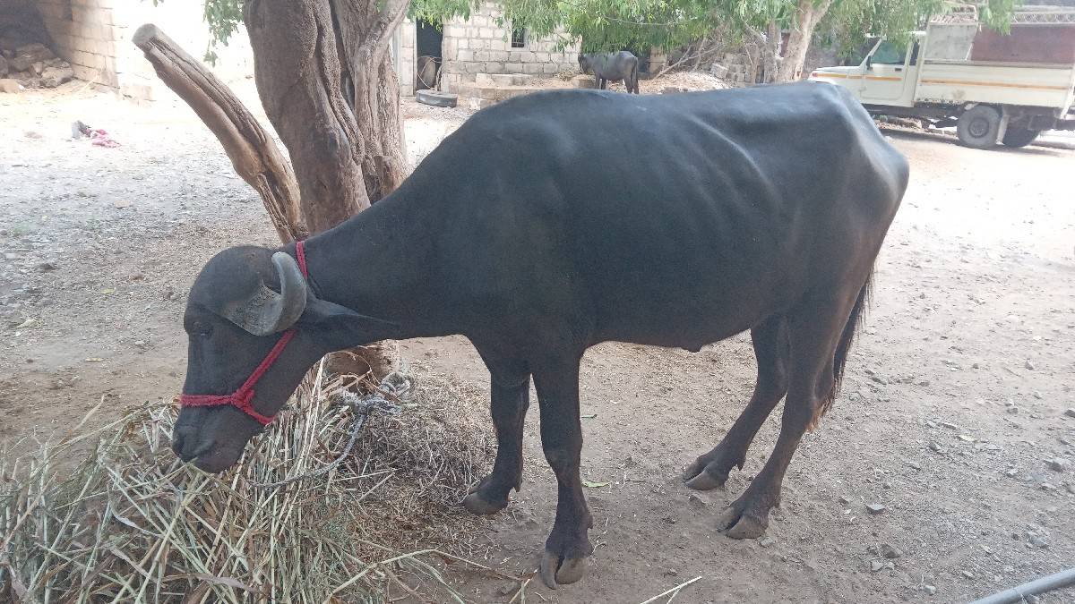 આ ખડેલું વેચવાનું છે