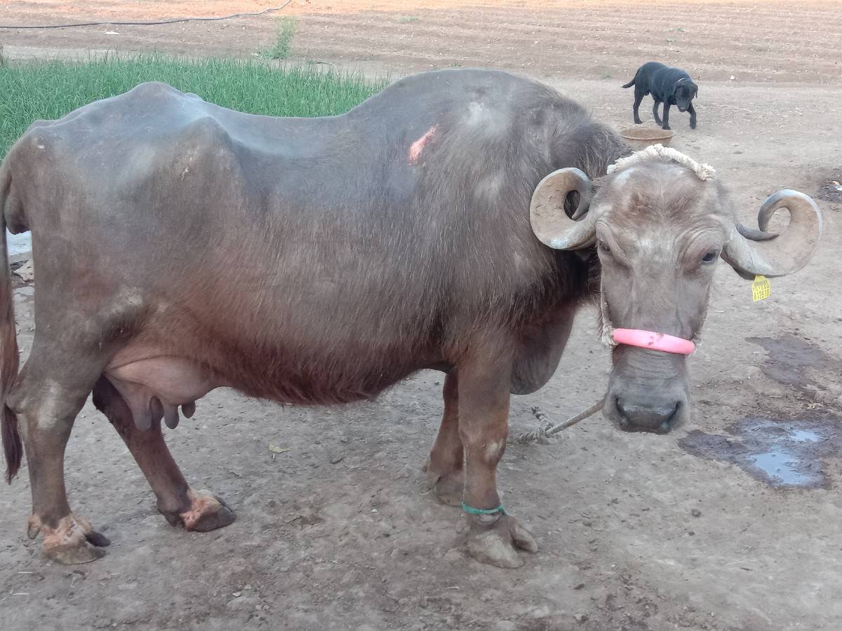 ભેંસ વેચવાની છે