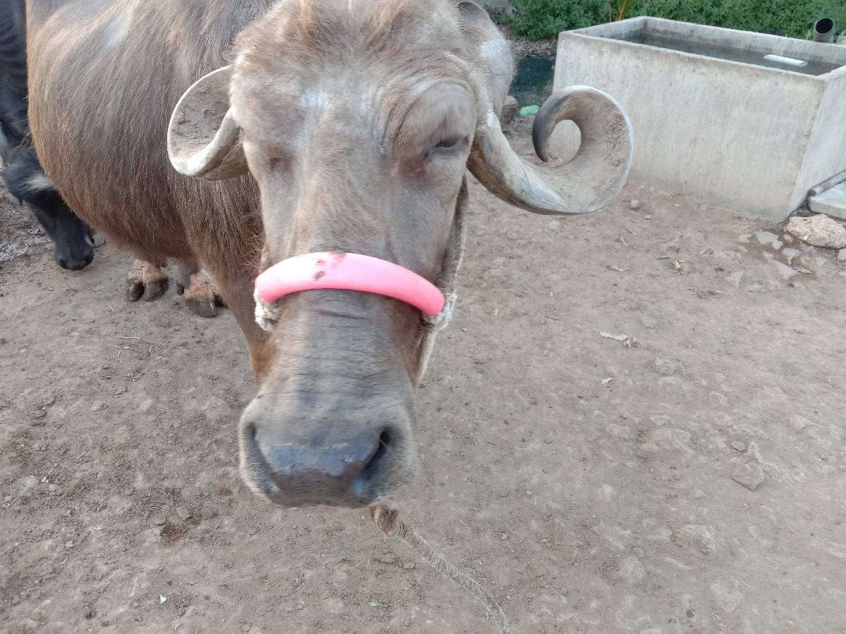 ભેંસ વેચવાની છે