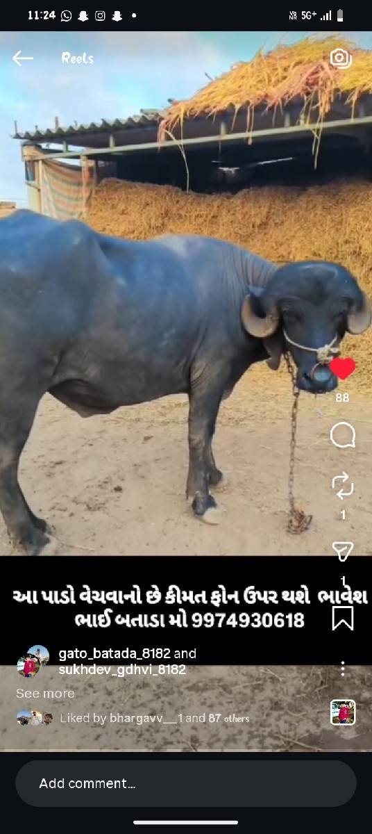 પાડો વેચવાનો છે