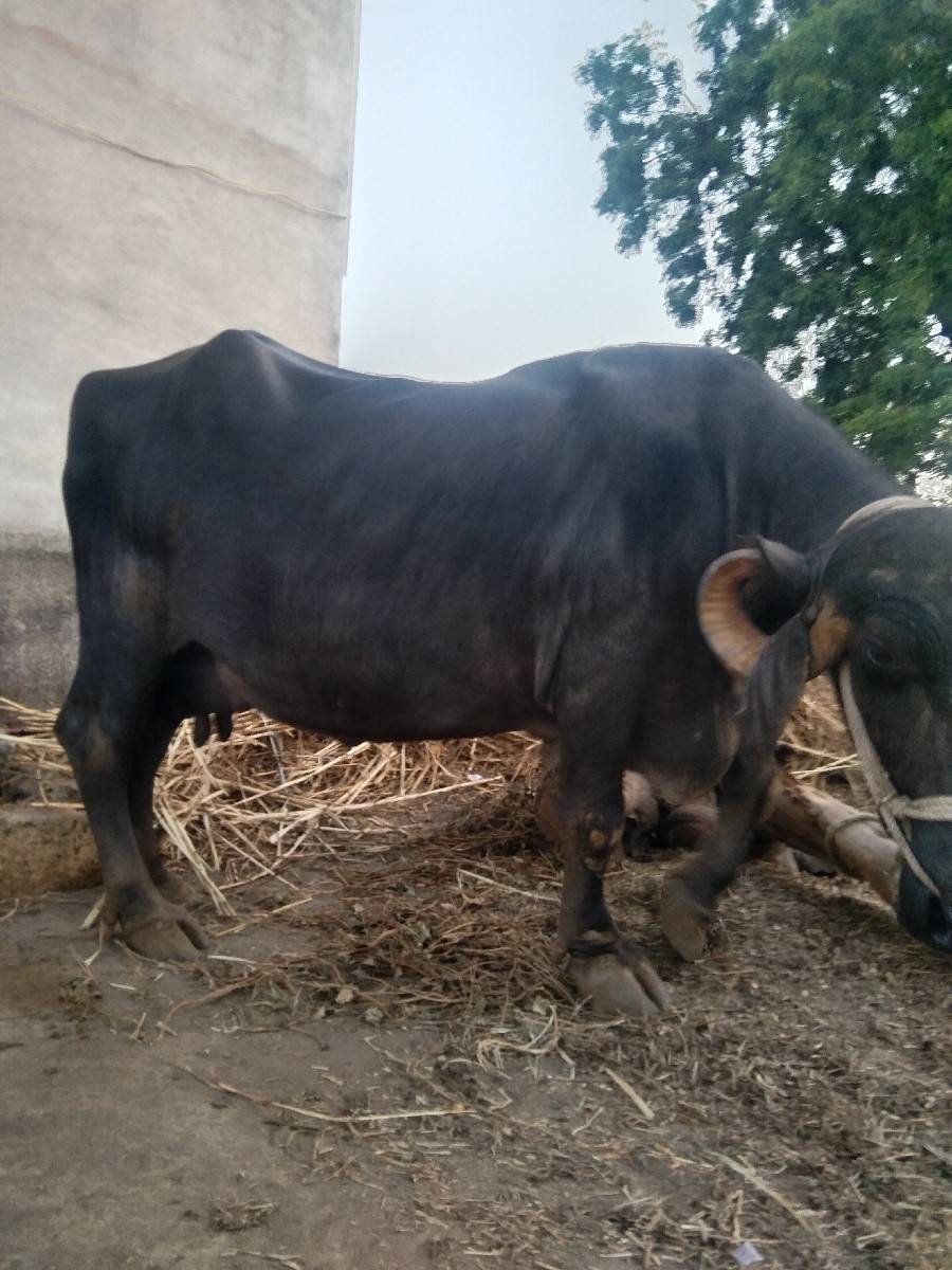 vechvani se 10ltr dudh 3 vetar