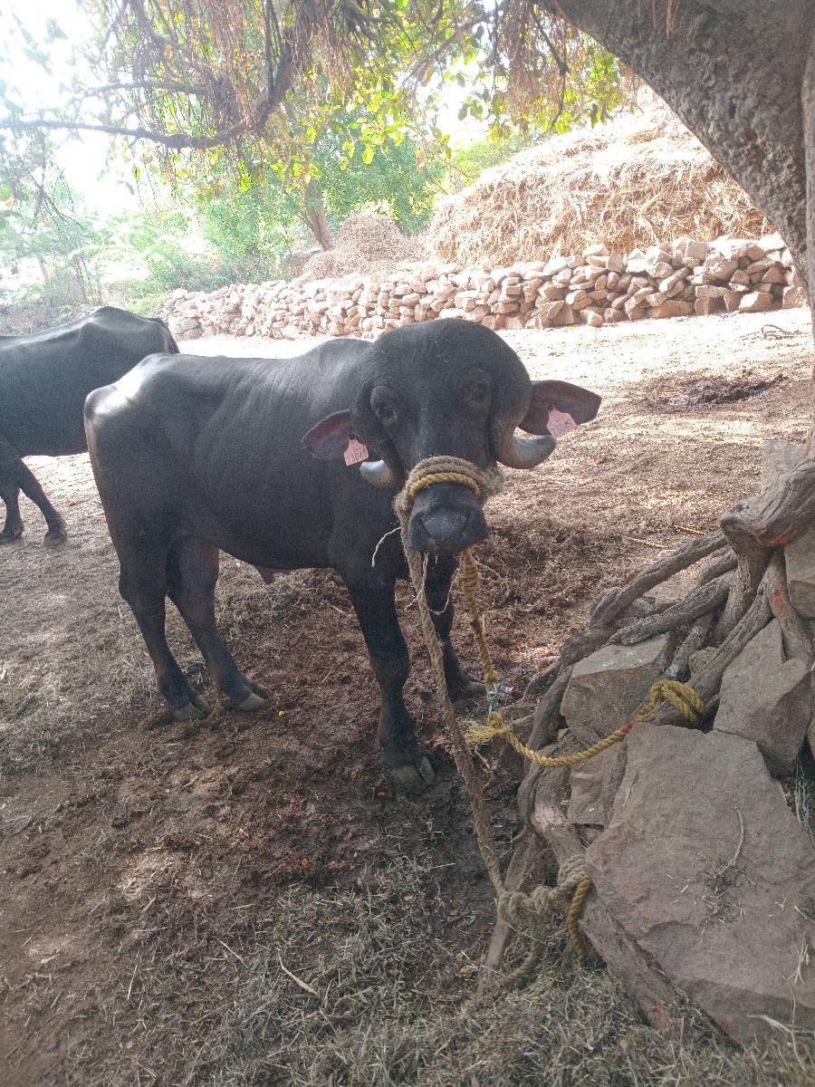 પાડો વેચવાનો છે