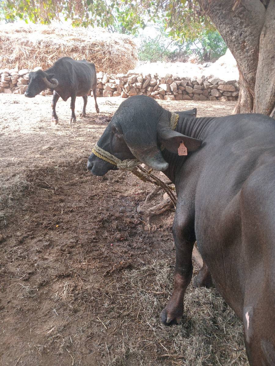 પાડો વેચવાનો છે