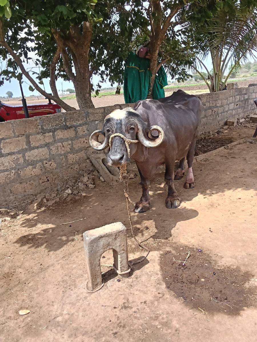 ભેશુ વેશવાની છે