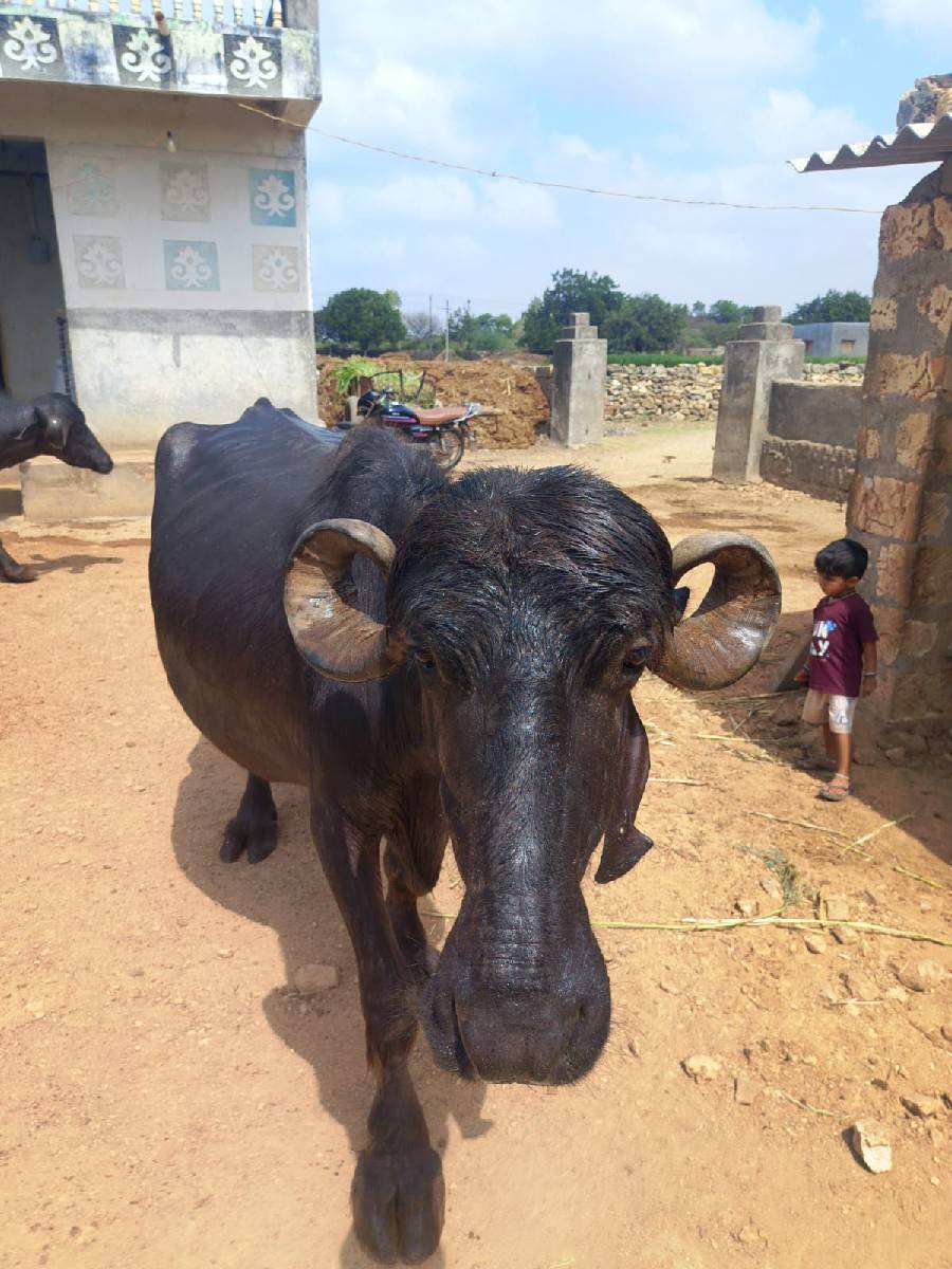 ભેશુ વેશવાની છે