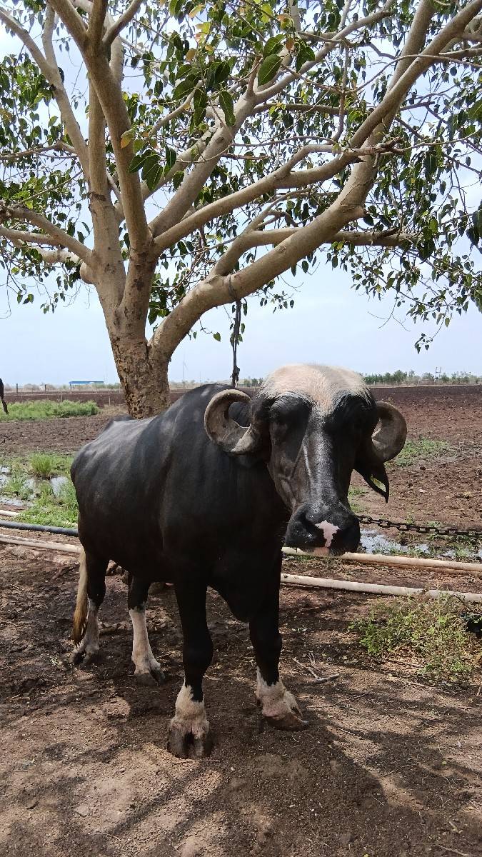 2 ખડેલા વેચવાના છે