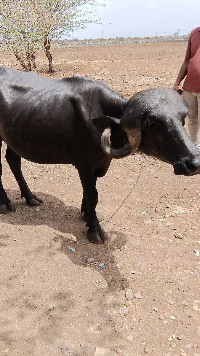 2 ખડેલા વેચવાના છે