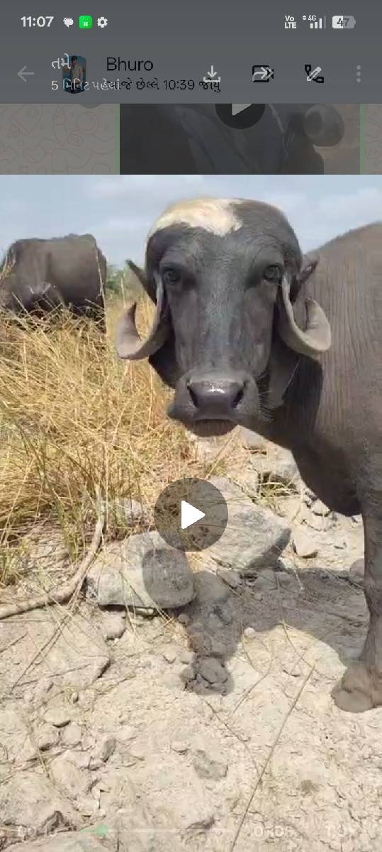 બે ખંઢેરી ગાભણ‌ બેસવાની સે