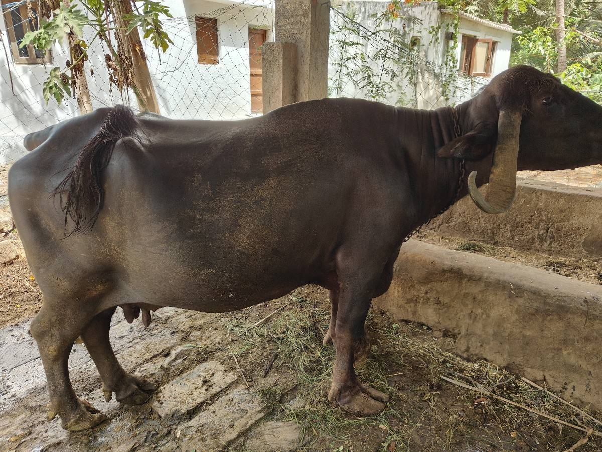 ભેંસ વેસવાની છે