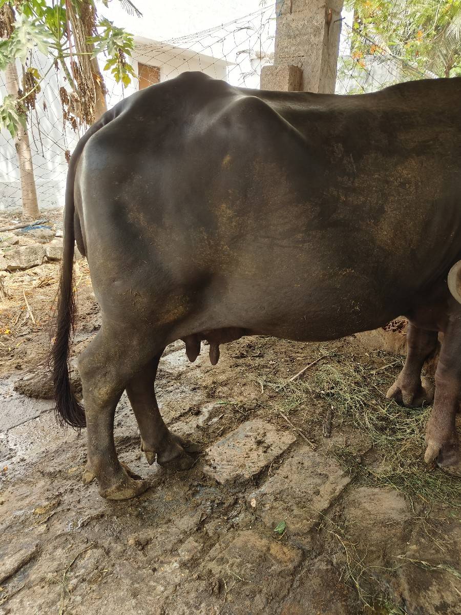 ભેંસ વેસવાની છે