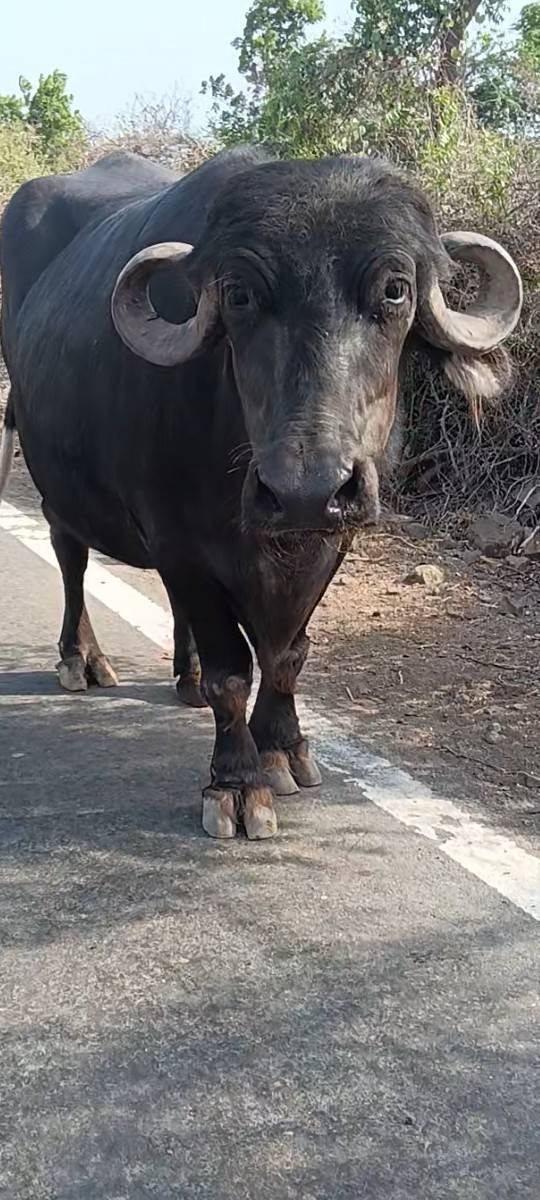 ટોપલી જાફરાબાદ ભેસ છે
