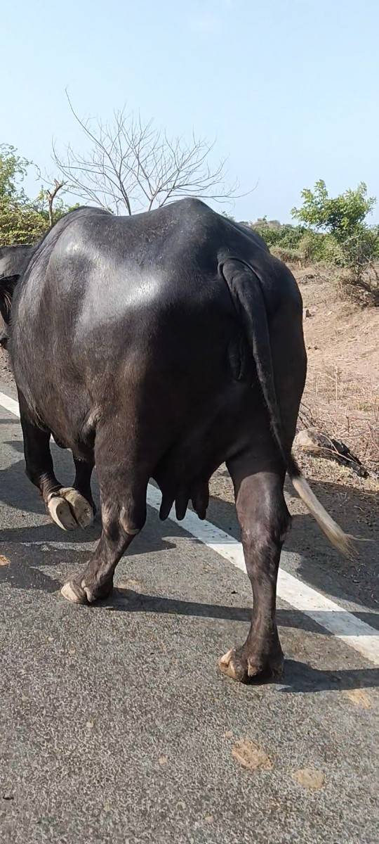 ટોપલી જાફરાબાદ ભેસ છે