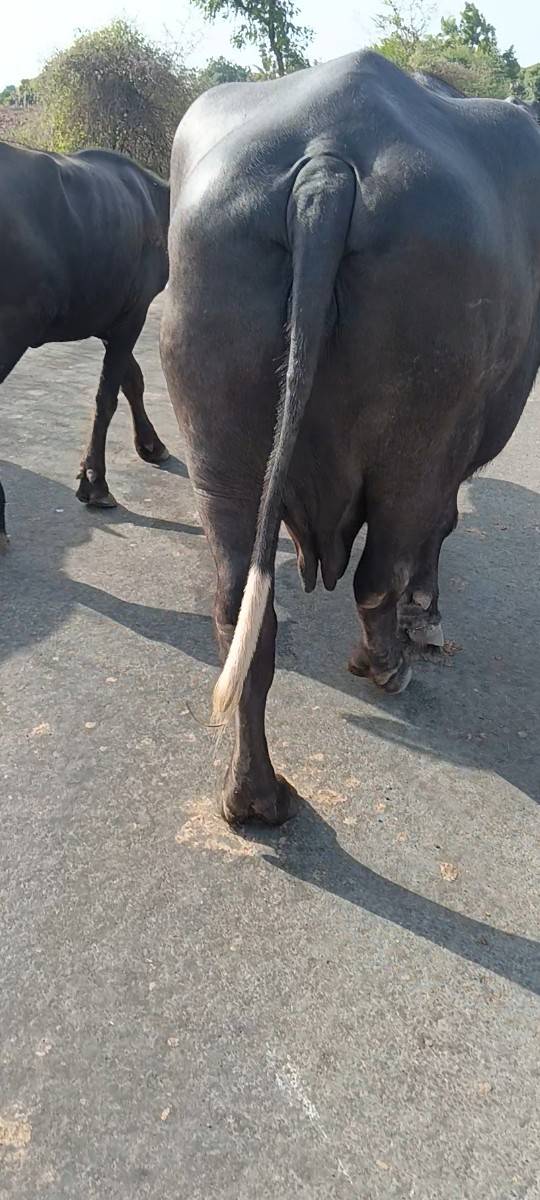 ટોપલી જાફરાબાદ ભેસ છે