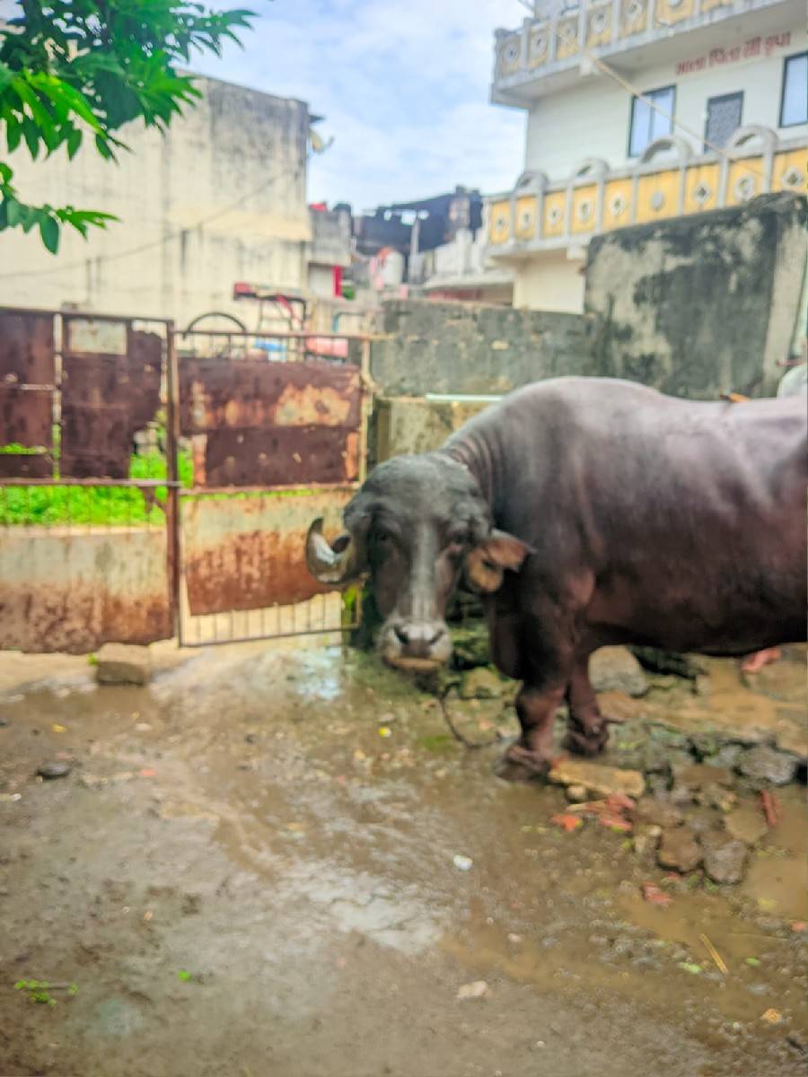 ભેંસ વેચવાની છે