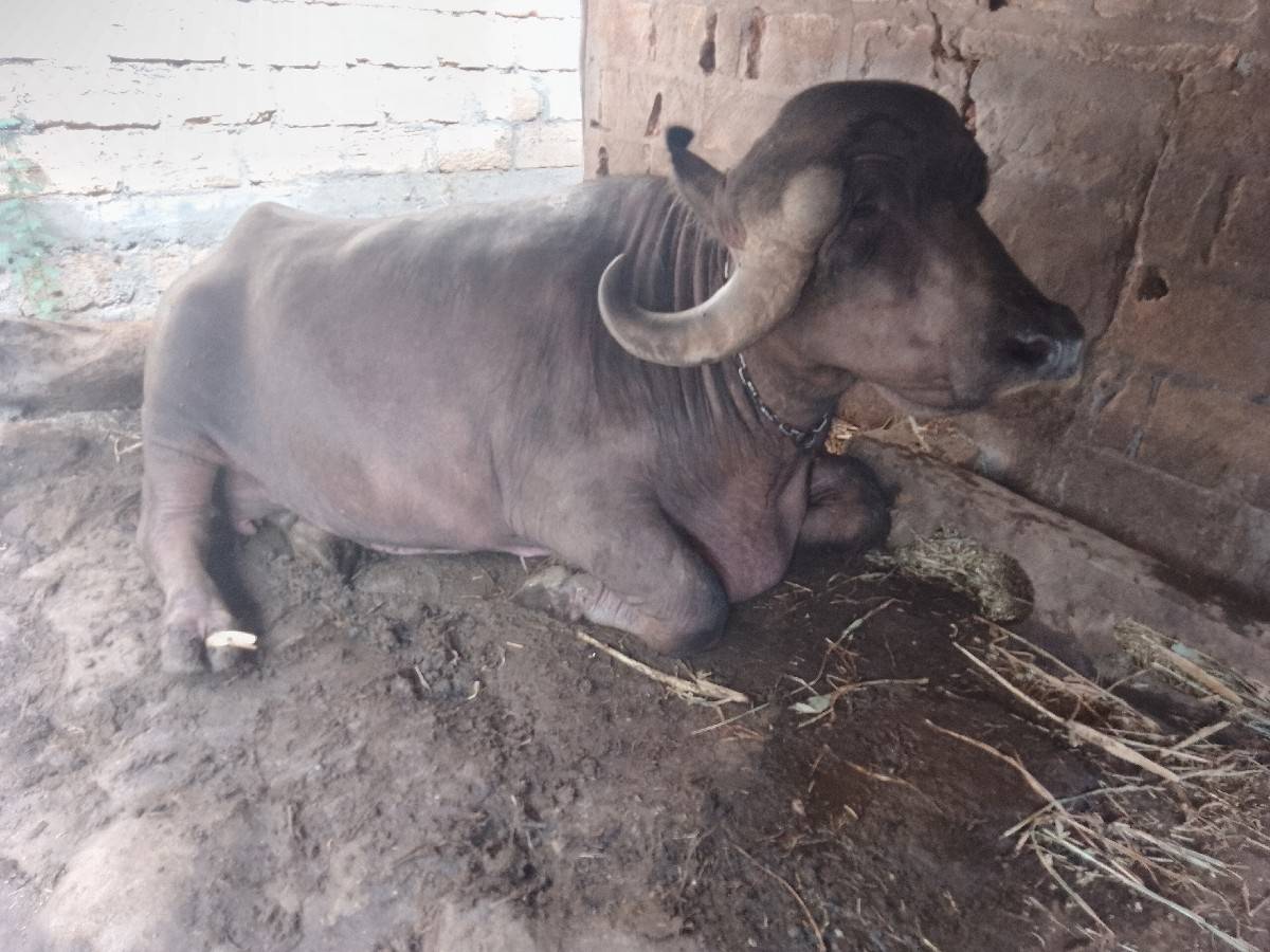 ભેંસ વેચવાની છે