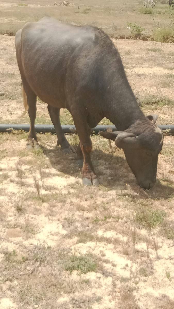 પેલું વેતર ખડેલી વેચવાની છે