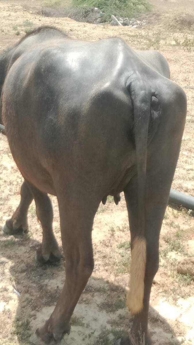 પેલું વેતર ખડેલી વેચવાની છે