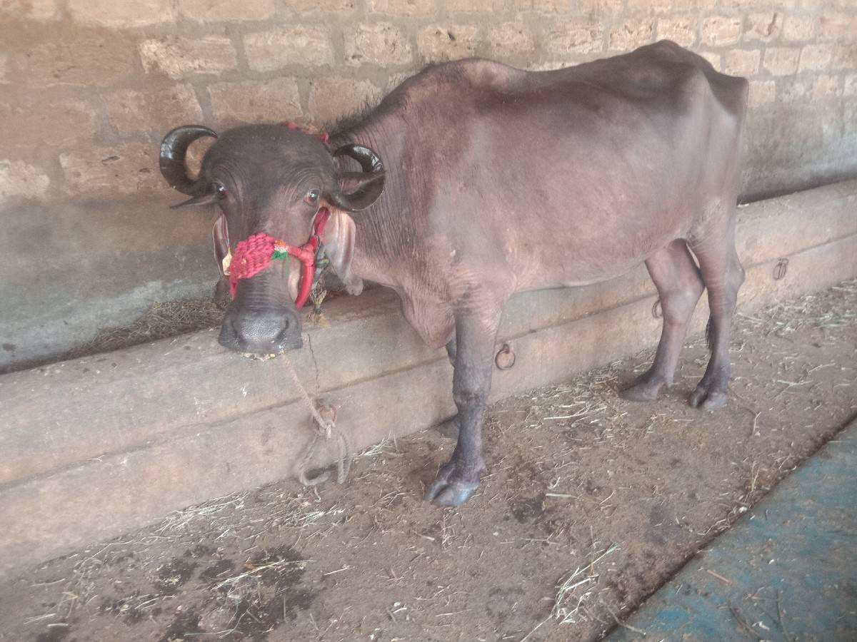 ખળેલી વેચવાની છે