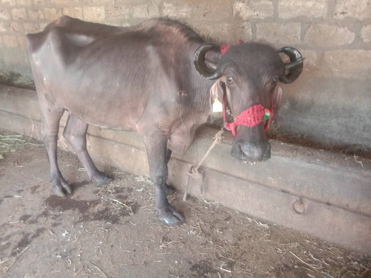 ખળેલી વેચવાની છે