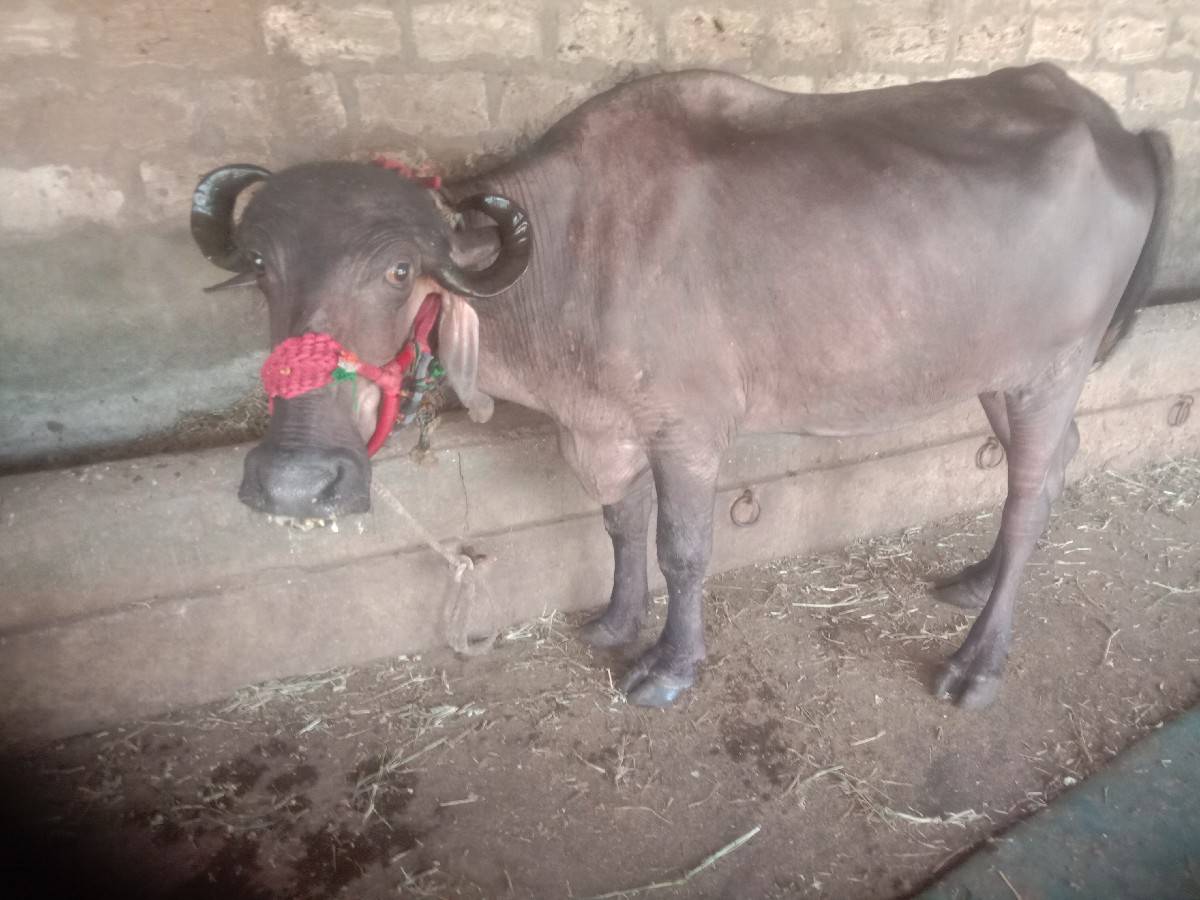 ખળેલી વેચવાની છે