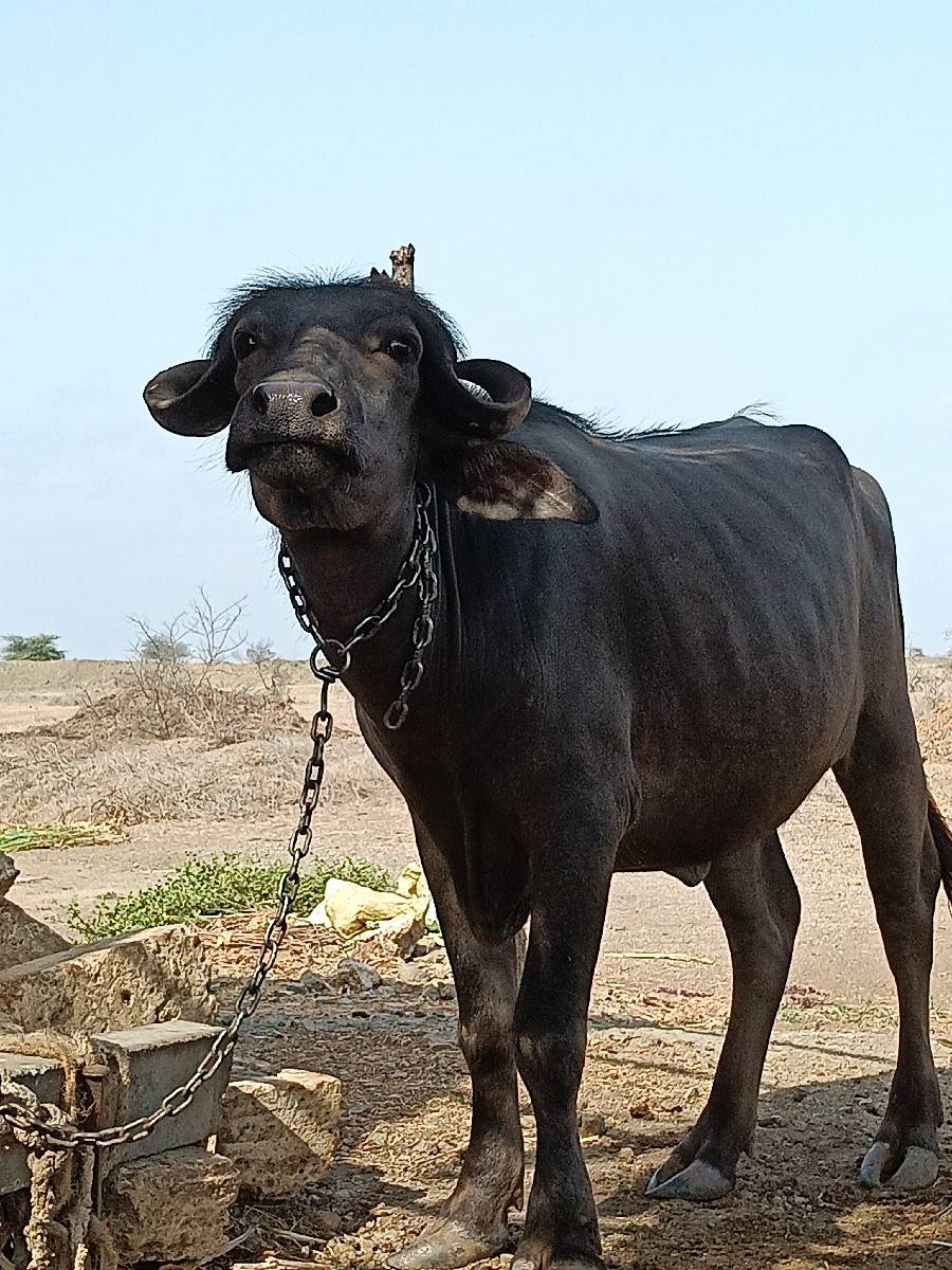 ખળેલી વેચવાની છે