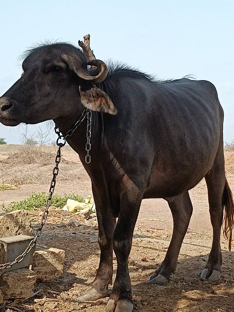 ખળેલી વેચવાની છે