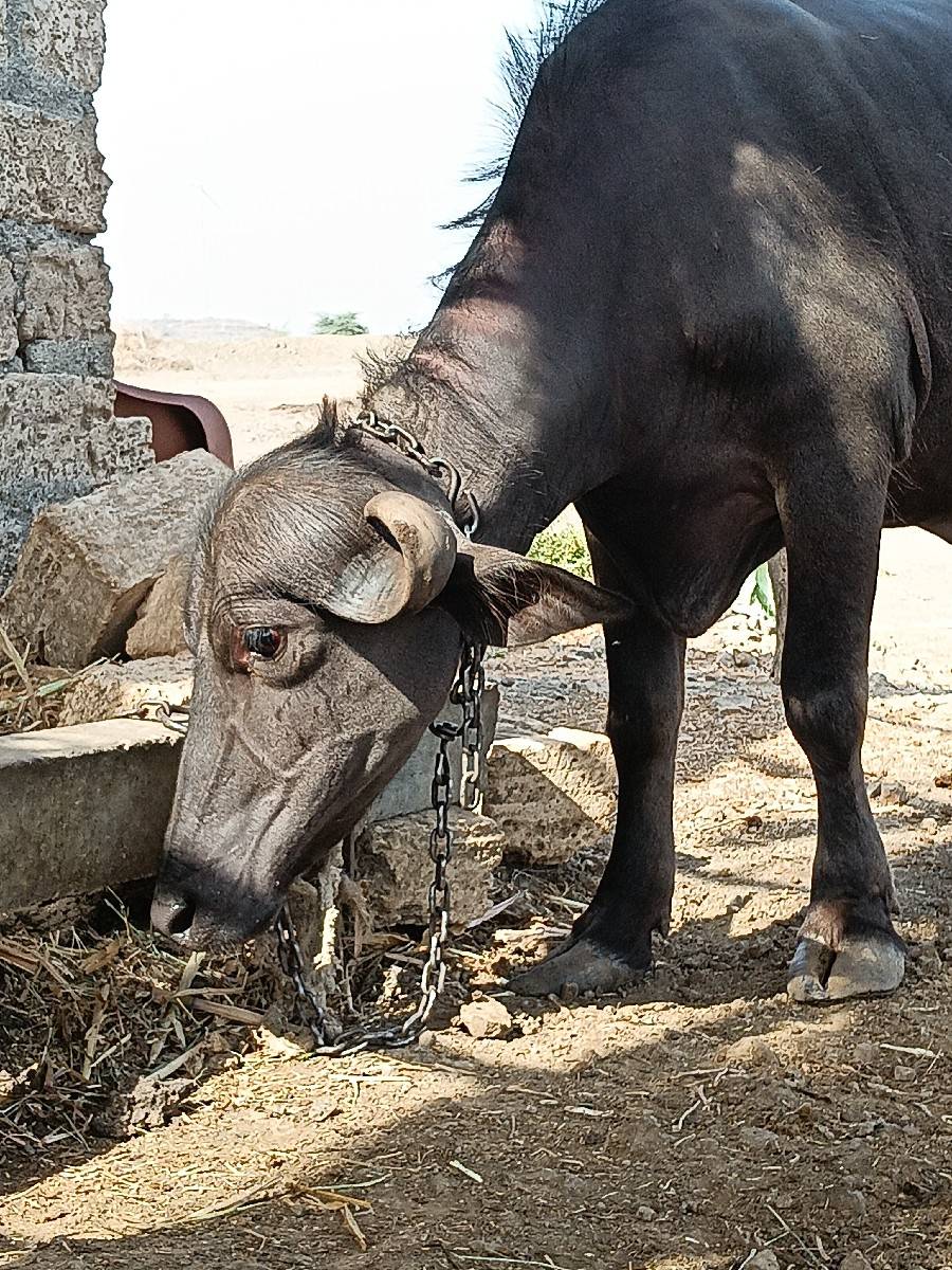 ખળેલી વેચવાની છે
