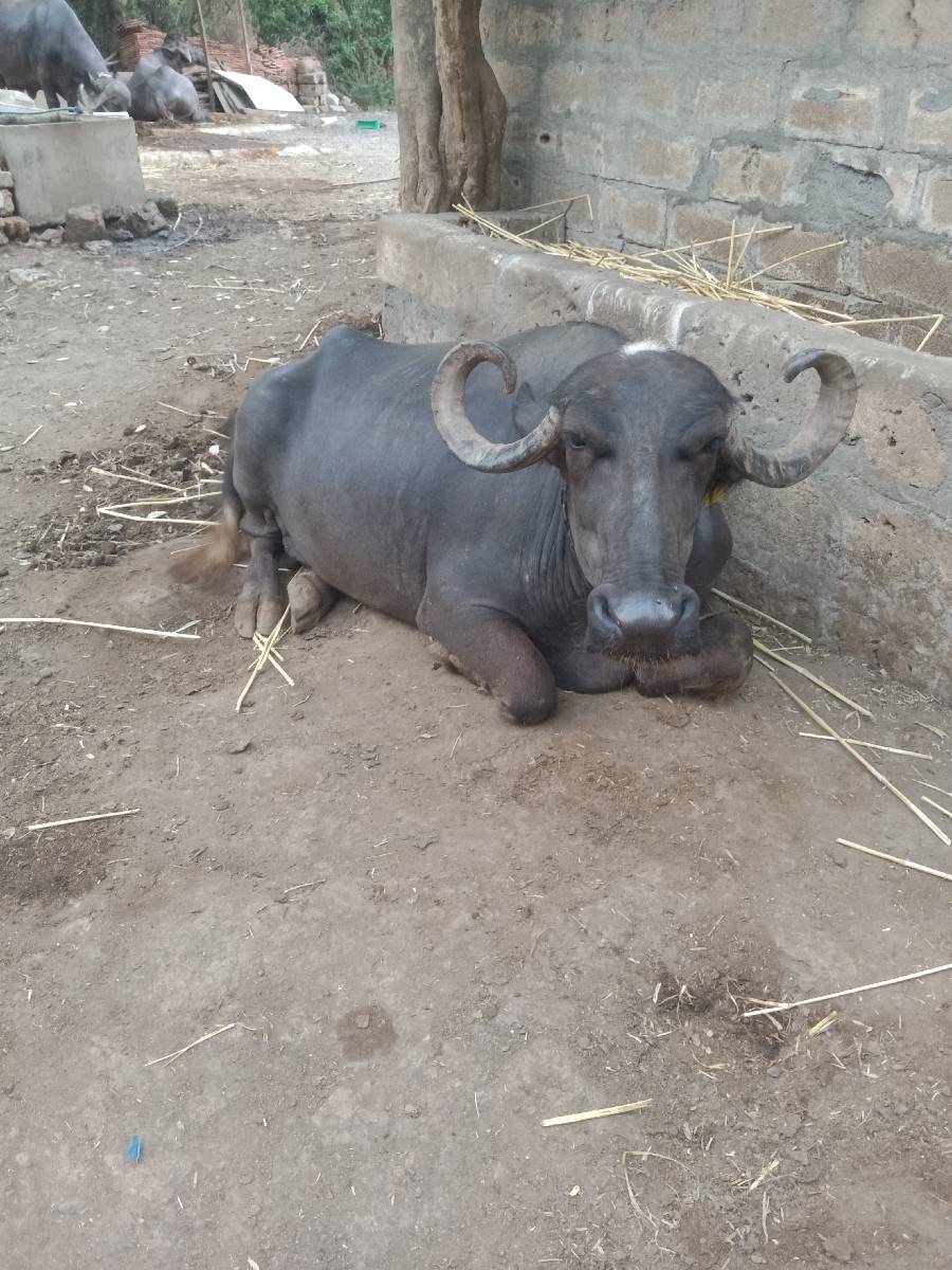 ભેંસ વેચવાની છે