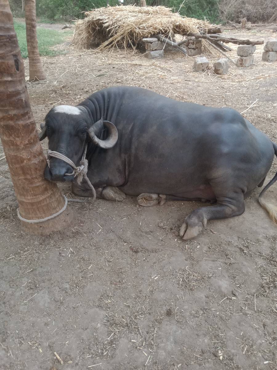 ભેંસ વેચવાની છે