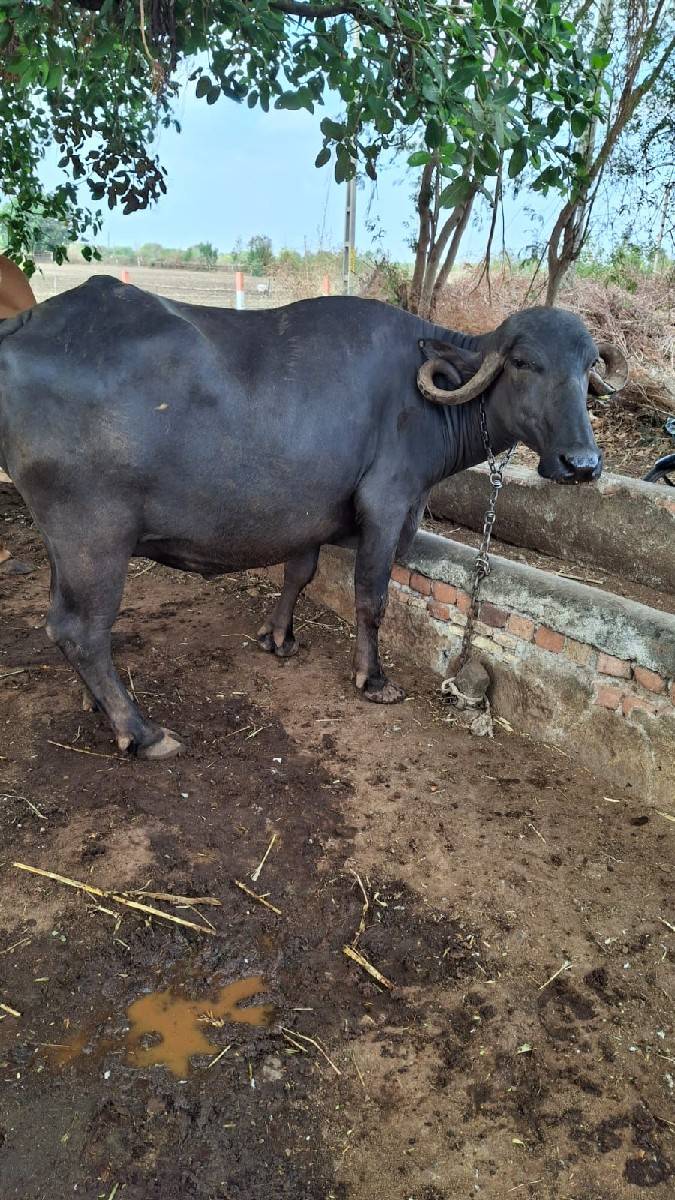 ભેંસ વેચવાની છે