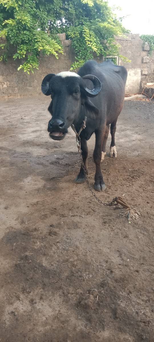 ખડેલી વેચવાની છે