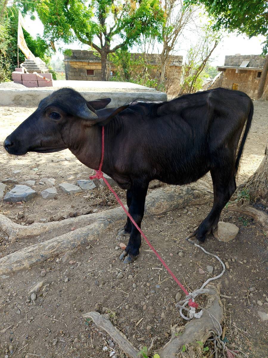 બે પાડા દેવાના છે