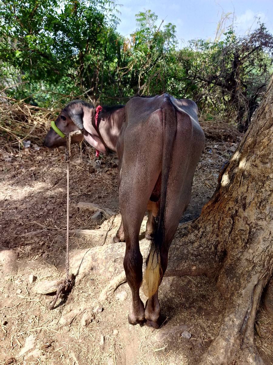 બે પાડા દેવાના છે