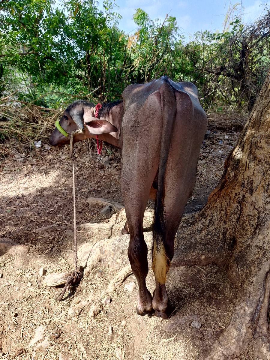 બે પાડા દેવાના છે