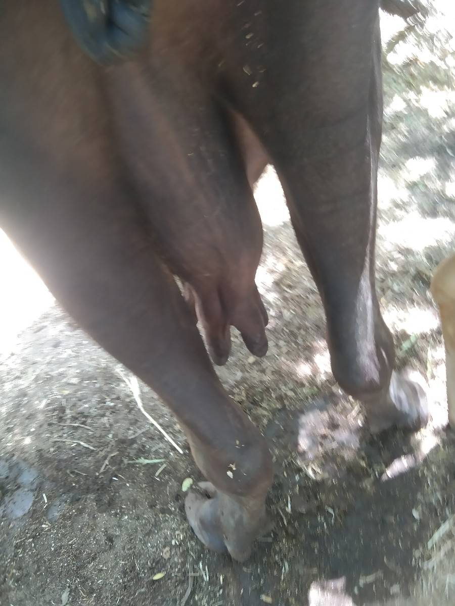 ભેંસ વેચવાની છે