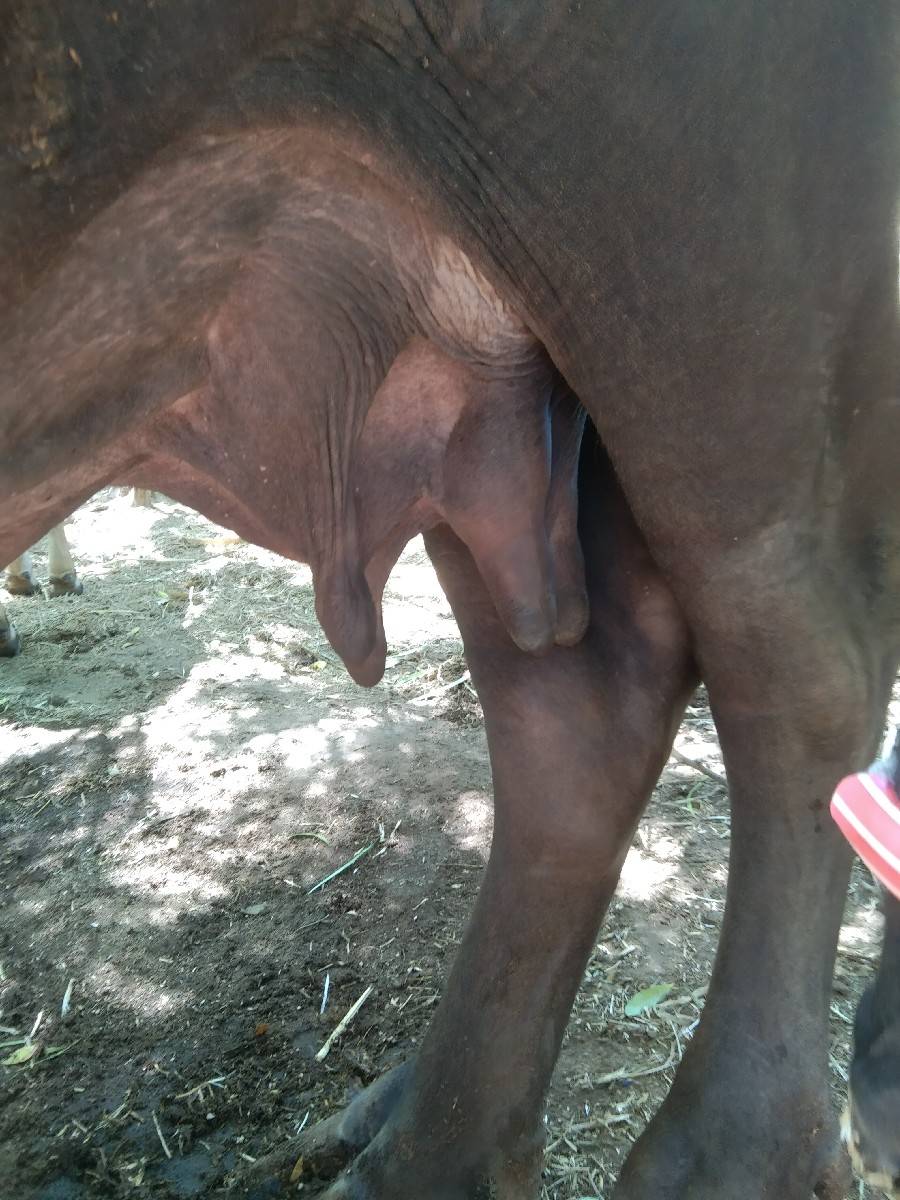 ભેંસ વેચવાની છે