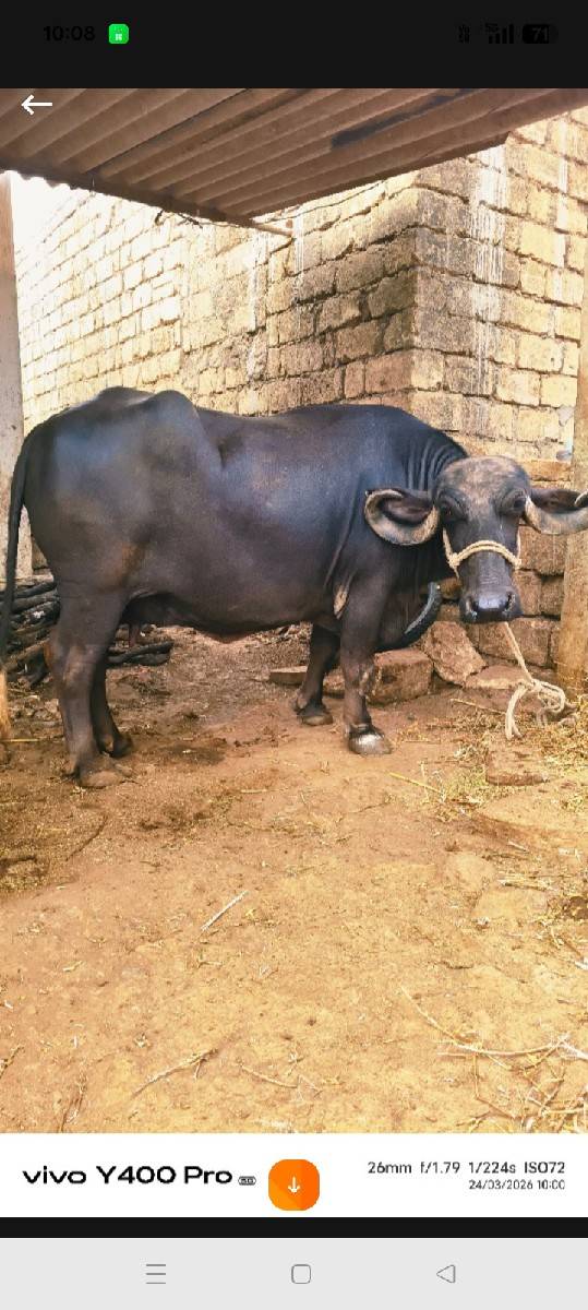 15 દિવસની વાર છે