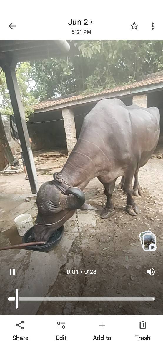 ભેંસ વેચવાની છે