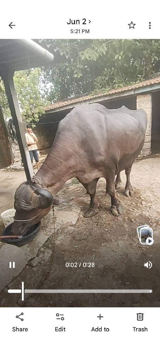 ભેંસ વેચવાની છે