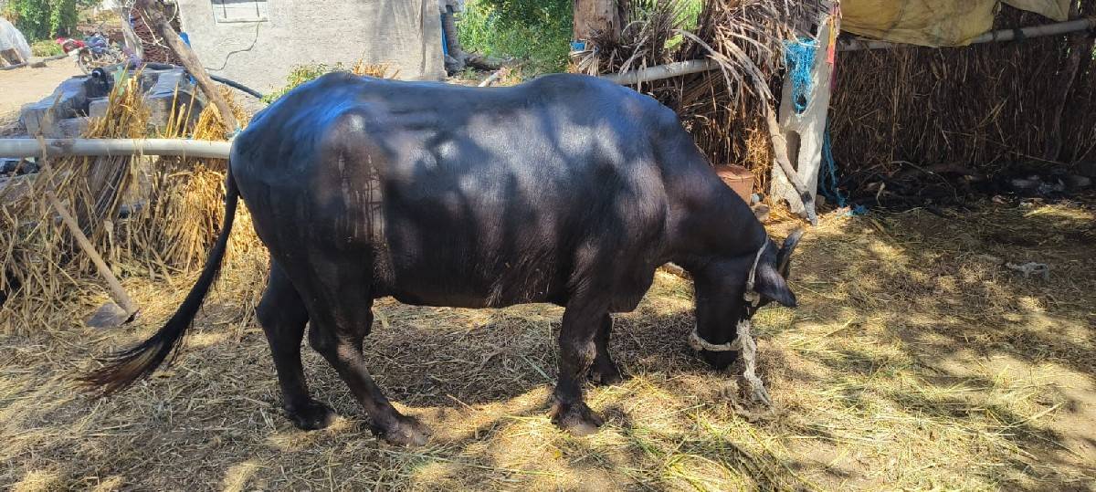 2 વેતર છે