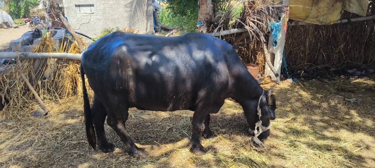 2 વેતર છે
