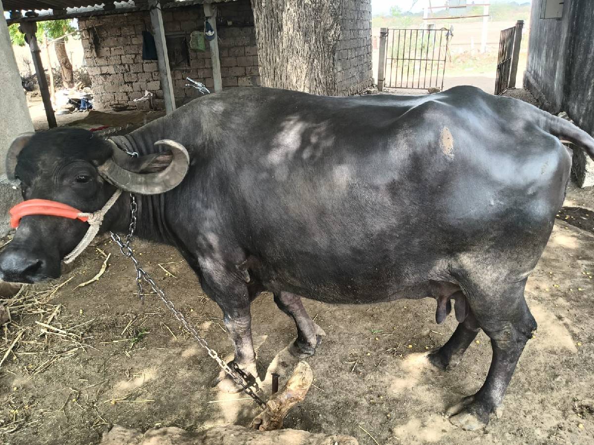 ભેંસ વેચવાની છે