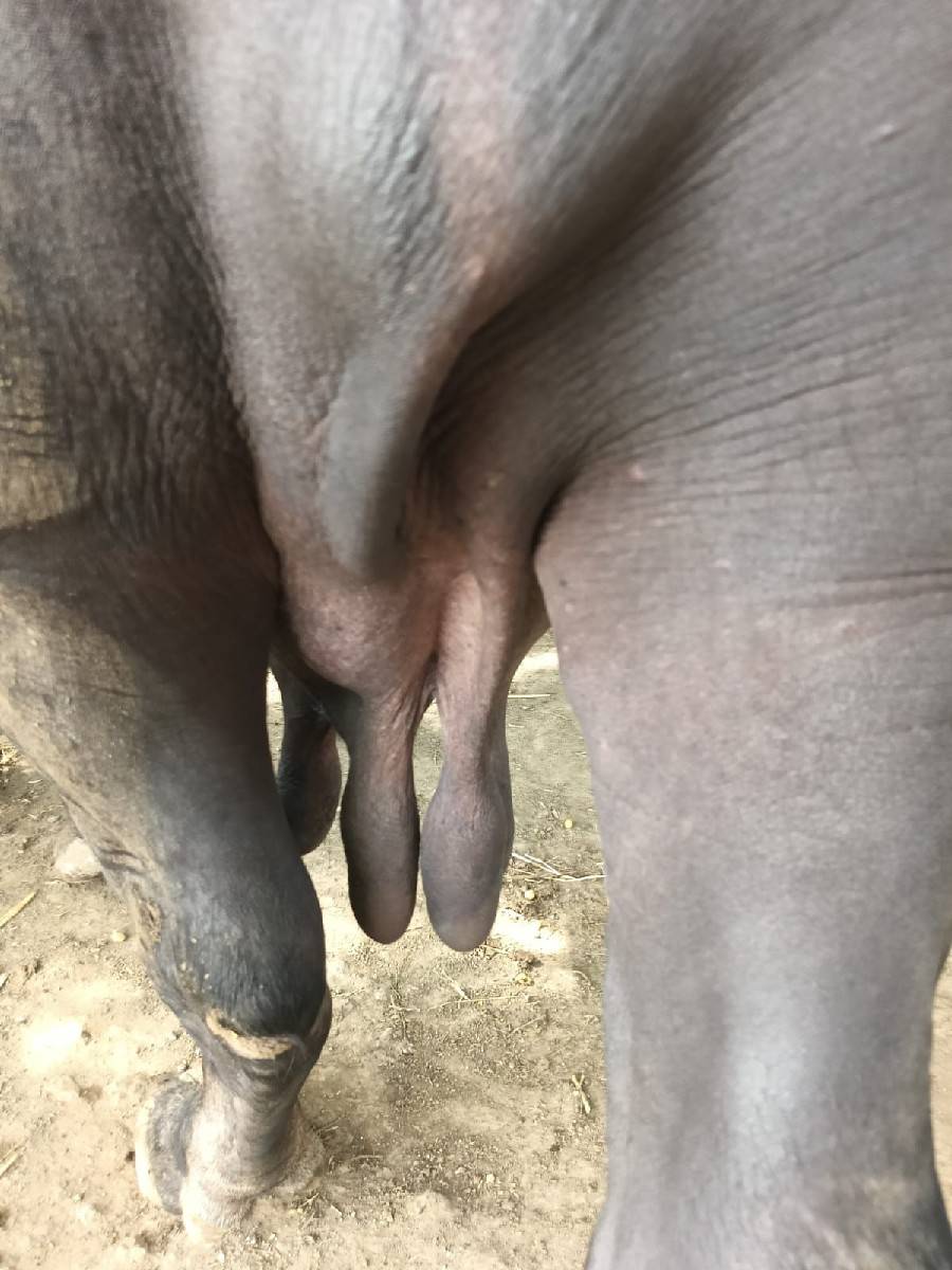 ભેંસ વેચવાની છે