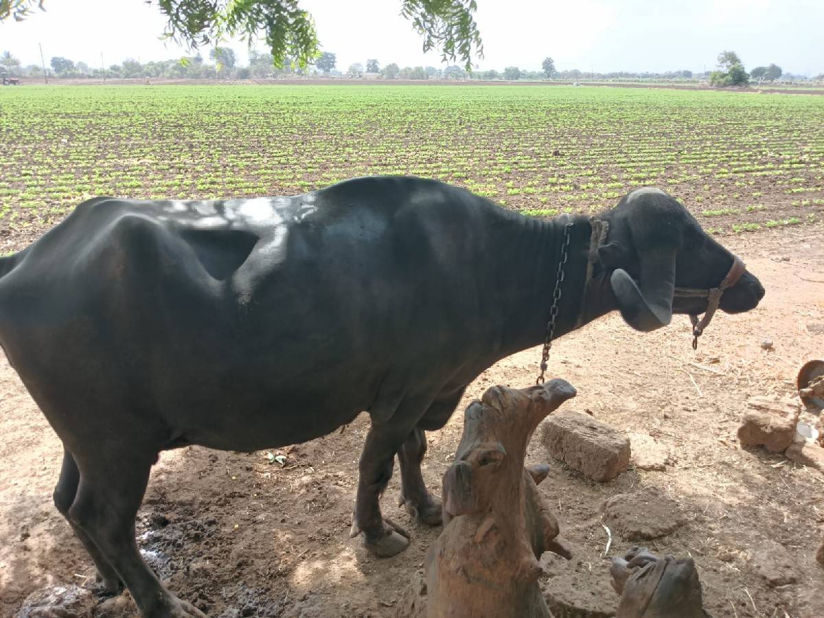 ભેંસ વેચવાની છે