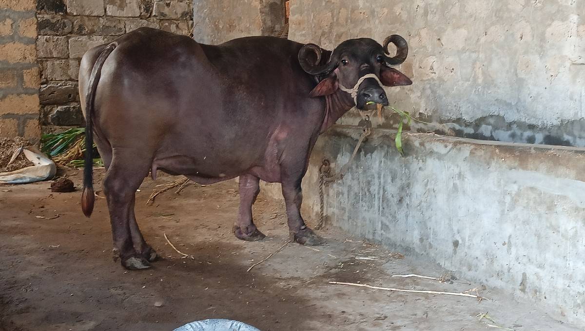 ભેંશ વેચવાની છે