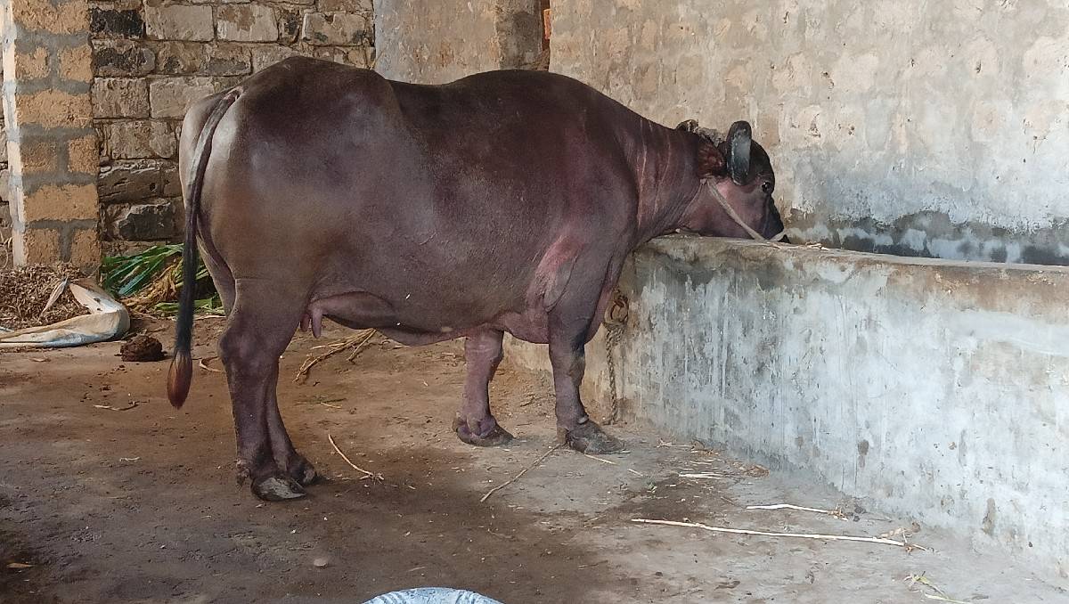 ભેંશ વેચવાની છે
