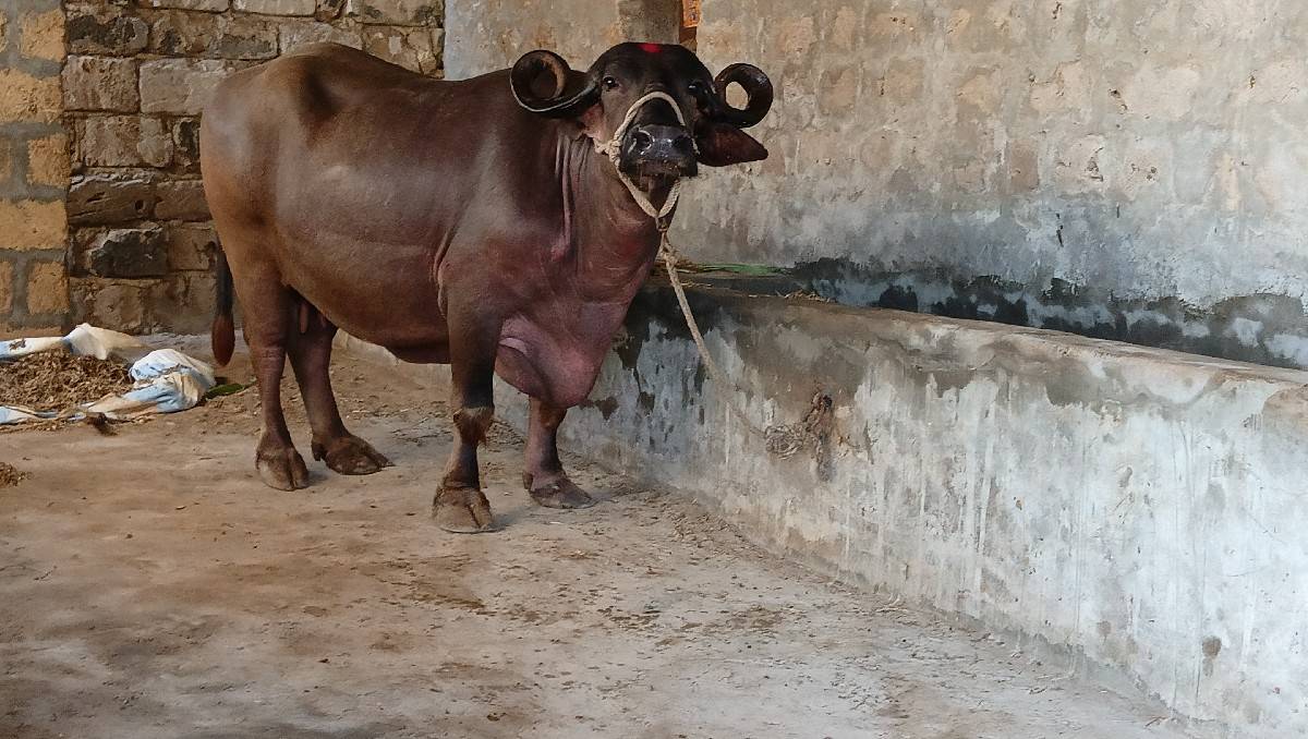 ભેંશ વેચવાની છે